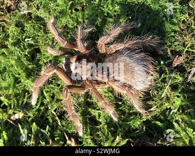 Guyana Goliath Birdeater Theraphosa stirmi sous (adulte) Banque D'Images