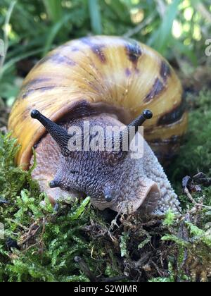 Ghana géant tigre africain achatina Achatina (Escargot) Banque D'Images