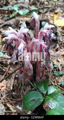 Indian Pipe usine sur le sol de la forêt. Banque D'Images