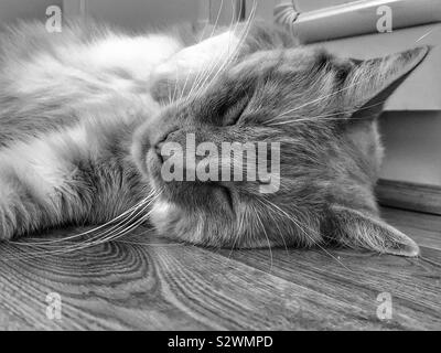 Image en noir et blanc d'un chat endormi de planchers laminés d'essayer de refroidir en été Banque D'Images