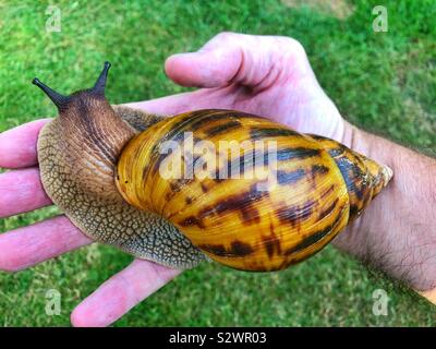 Ghana géant tigre africain achatina Achatina (Escargot) Banque D'Images