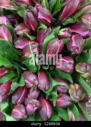 Magnifique bouquet de fleurs crocus mauve. Banque D'Images