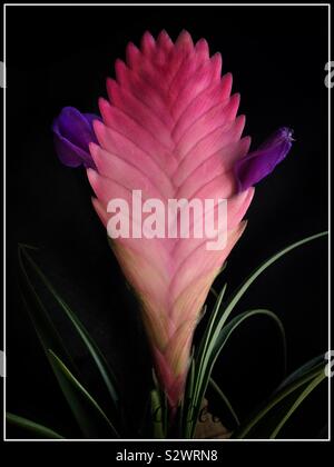 Soupe de "Tillandsia cyanea" en fleurs. Banque D'Images