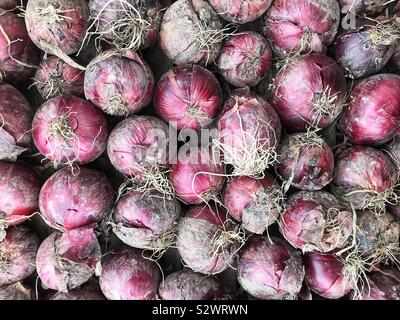 Oignon rouge produit agricole cultivé sur un allotissement laissé à sécher avant de le ranger Banque D'Images