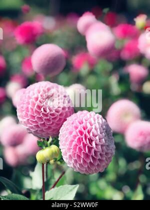 Jardin de Dahlia Banque D'Images