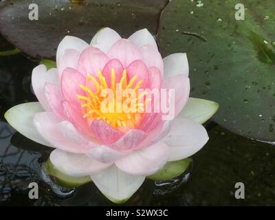 Water Lily, la vie de l'étang, l'étang de jardin, Banque D'Images