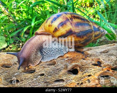 Ghana géant tigre africain achatina Achatina (Escargot) Banque D'Images