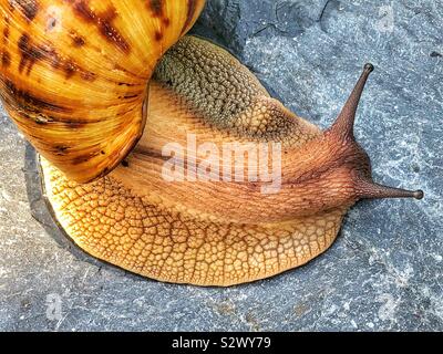 Ghana géant tigre africain achatina Achatina (Escargot) Banque D'Images