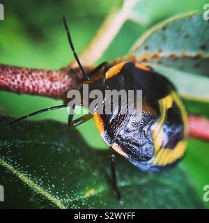 Nymphe Green stink bug Banque D'Images