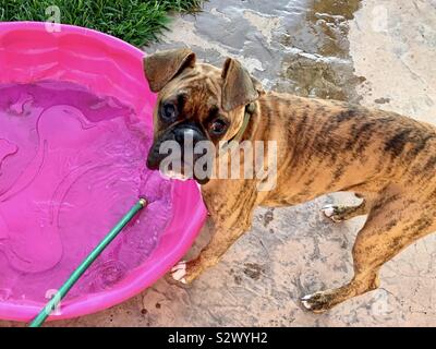 Un chiot boxer bringé chien par son toutou rose à l'extérieur piscine en été dans l'arrière-cour Banque D'Images