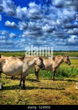 Poney Konik polonais Banque D'Images