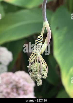 Un caterpillar swallowtail noir manger sur une plante d'aneth dans un jardin Banque D'Images