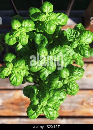 Basilic en pot plante poussant dans le soleil Banque D'Images