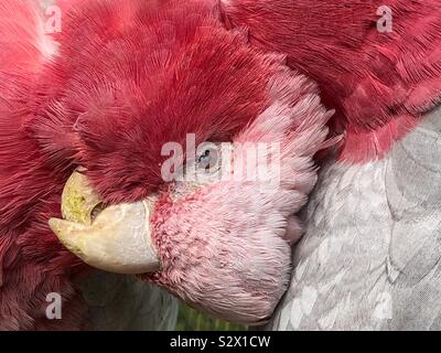 Une paire d'oiseaux cacatoès rosalbin Banque D'Images