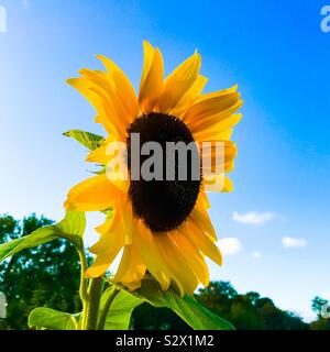 Un tournesol géant en pleine floraison sur une journée ensoleillée avec ciel bleu au-dessus Banque D'Images