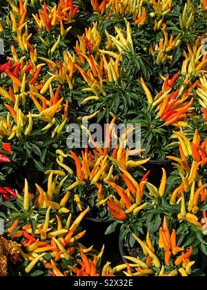 Jardin plein de rouge et jaune d'oiseau piment Thaï plantes poussant dans le soleil de l'été. Banque D'Images