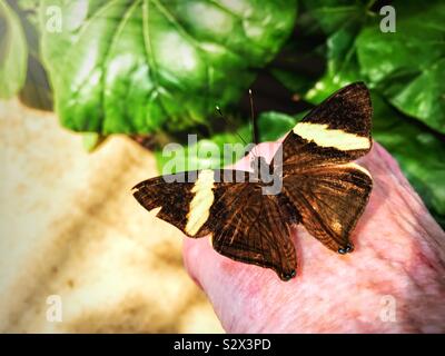 Le Colobura dirce aka papillon papillon Mosaïque Mosaïque ou zèbre est perché sur le dos d'une main dames. Banque D'Images