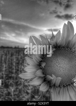 Un seul dans un champ de tournesol. Le soleil se couche à l'arrière-plan (2/noir et blanc). Banque D'Images