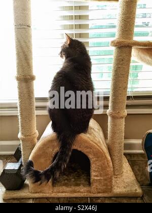 Domestique à l'intérieur d'un chat est sur son arbre à jouer par la fenêtre désir d'être à l'extérieur pour chasser les animaux de basse-cour. Banque D'Images