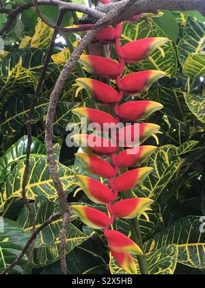 'Rouge vif des bractées jaune-vert avec embout bec ''. Étude de la griffe de homard fleur, Jamaïque Banque D'Images