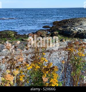 Paysage près de Ocean Avenue, Newport, Rhode Island, United States Banque D'Images