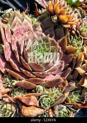 Belles succulentes poules et poussins dans un jardin. Banque D'Images