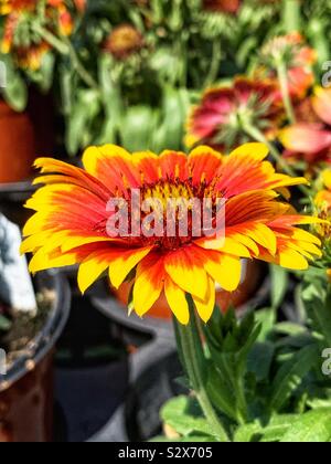 Belle daisy rouge et jaune qui se développe dans un jardin d'été. Banque D'Images