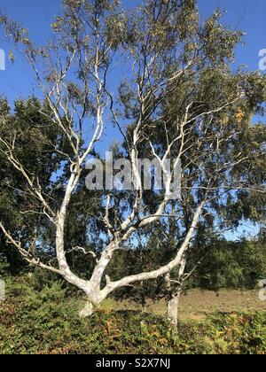 Silverbirch dans le Parc National de New Forest Banque D'Images