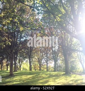 Lumière du soleil à travers les arbres en automne, en Angleterre Banque D'Images