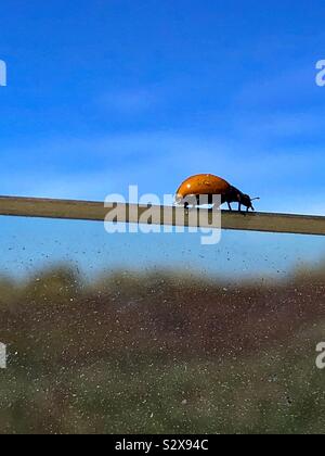 Une coccinelle à la lisière d'une fenêtre de voiture sale, sur le point de s'envoler dans le ciel bleu. Banque D'Images