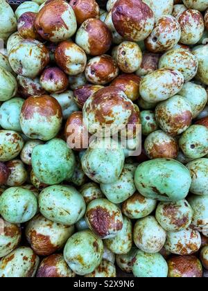 Ziziphus jujuba, ju ju être ζίζυφον zízyphon,,,, jujube date rouge chinois, date, jujuba, Z. jujuba. Banque D'Images