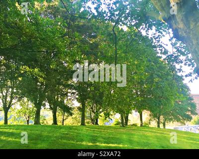 La lumière du soleil filtre à travers une rangée d'arbres sur une banque d'herbe Banque D'Images