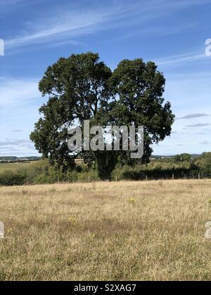 Arbre en forme de coeur à sunny meadow. Ou brocoli géant ! Banque D'Images