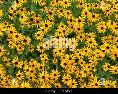 Jardin plein de fleurs, Black Eyed Susan brown-eyed Susan Brown, Betty, gloriosa daisy, Jérusalem, d'or English bull's eye, pauvres-land, Daisy Daisy, jaune et jaune marguerite blanche Banque D'Images