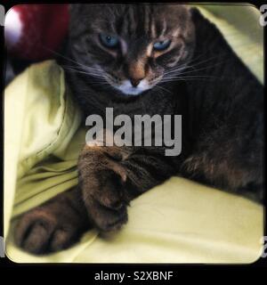 Mon chat détente avec pattes croisées Banque D'Images