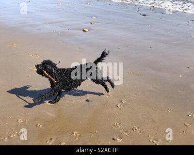 Cockerpoo noir courir hors de la mer et le long d'une plage de sable fin, l'accomplissement d'un bâton Banque D'Images