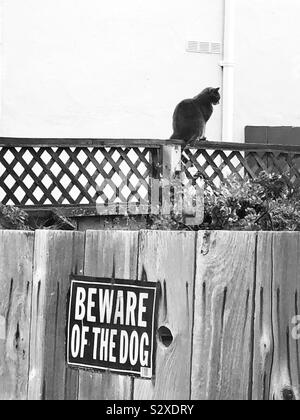 Chat noir assis sur un jardin clôture avec un signe "Méfiez-vous du chien" ci-dessous. Banque D'Images