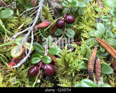 Canneberges sauvages à l'automne de plus en plus bush dans le nord de l'Amérique du Nord Banque D'Images