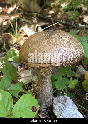 Un brown bolette la culture des champignons dans les bois en automne Banque D'Images