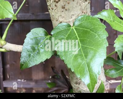 Belle nouvelle jeunes feuilles de Fatsia Japonica plante dans notre jardin. Banque D'Images