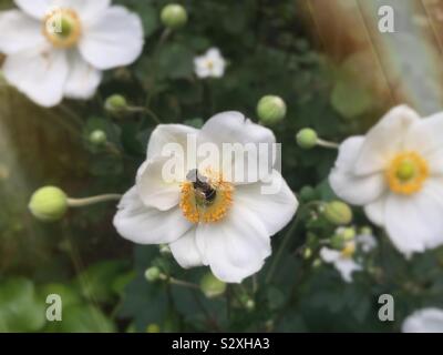 Gros plan d'une abeille sur une fleur blanche, USA Banque D'Images