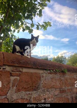 Chat noir et blanc assis sur un mur avec ciel bleu Banque D'Images