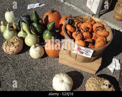 Boisseau de mini potirons entouré par bouteille colorée gourdes et variétés de courge au marché fermier local. Banque D'Images