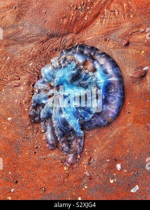 Les méduses échouées sur une plage de sable rouge Banque D'Images