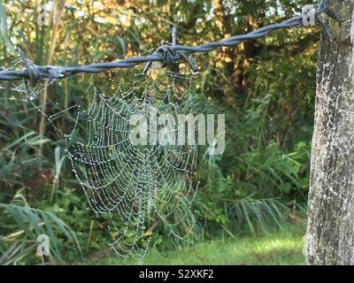 Spiders web sur les barbelés Banque D'Images