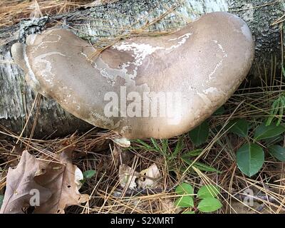 Un grand polypore champignons sur un journal de bouleau en automne Banque D'Images