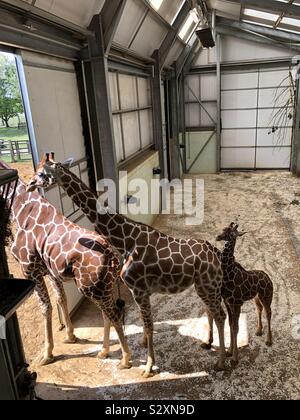 Une file de girafes - bébé à l'arrière Banque D'Images