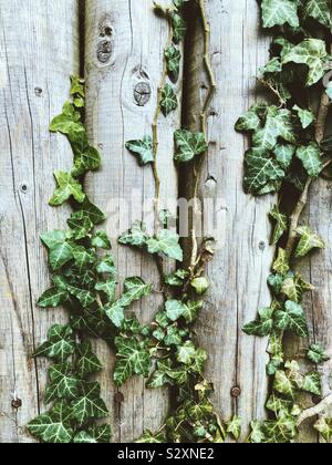 Ivy growing up planches en bois Banque D'Images