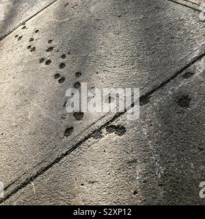 Cat empreintes dans le trottoir en béton. Banque D'Images