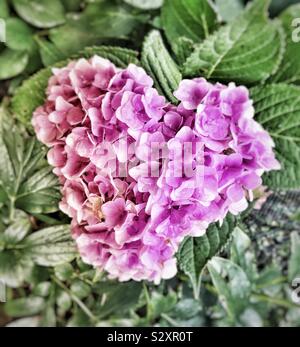 Hortensia rose Banque D'Images